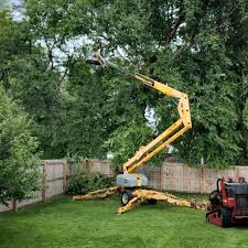 How Our Tree Care Process Works  in  Pine Knoll Shores, NC