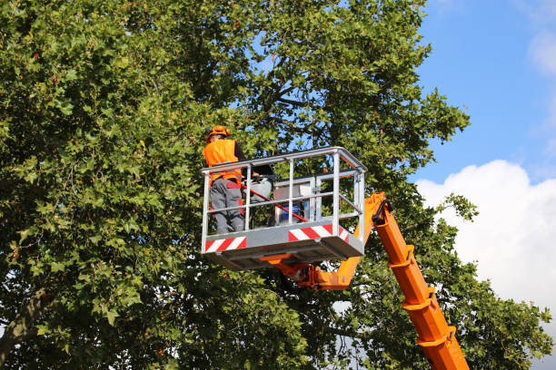 Reliable Pine Knoll Shores, NC Tree Services Solutions